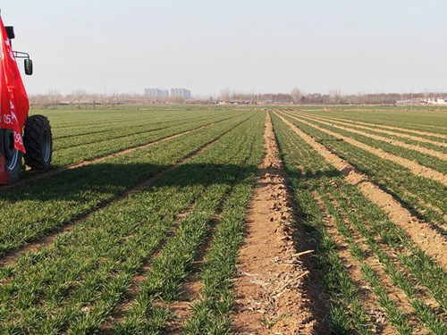省小麥種植專家王法宏博士帶領考察組考察尊龙凯时農裝播種基地